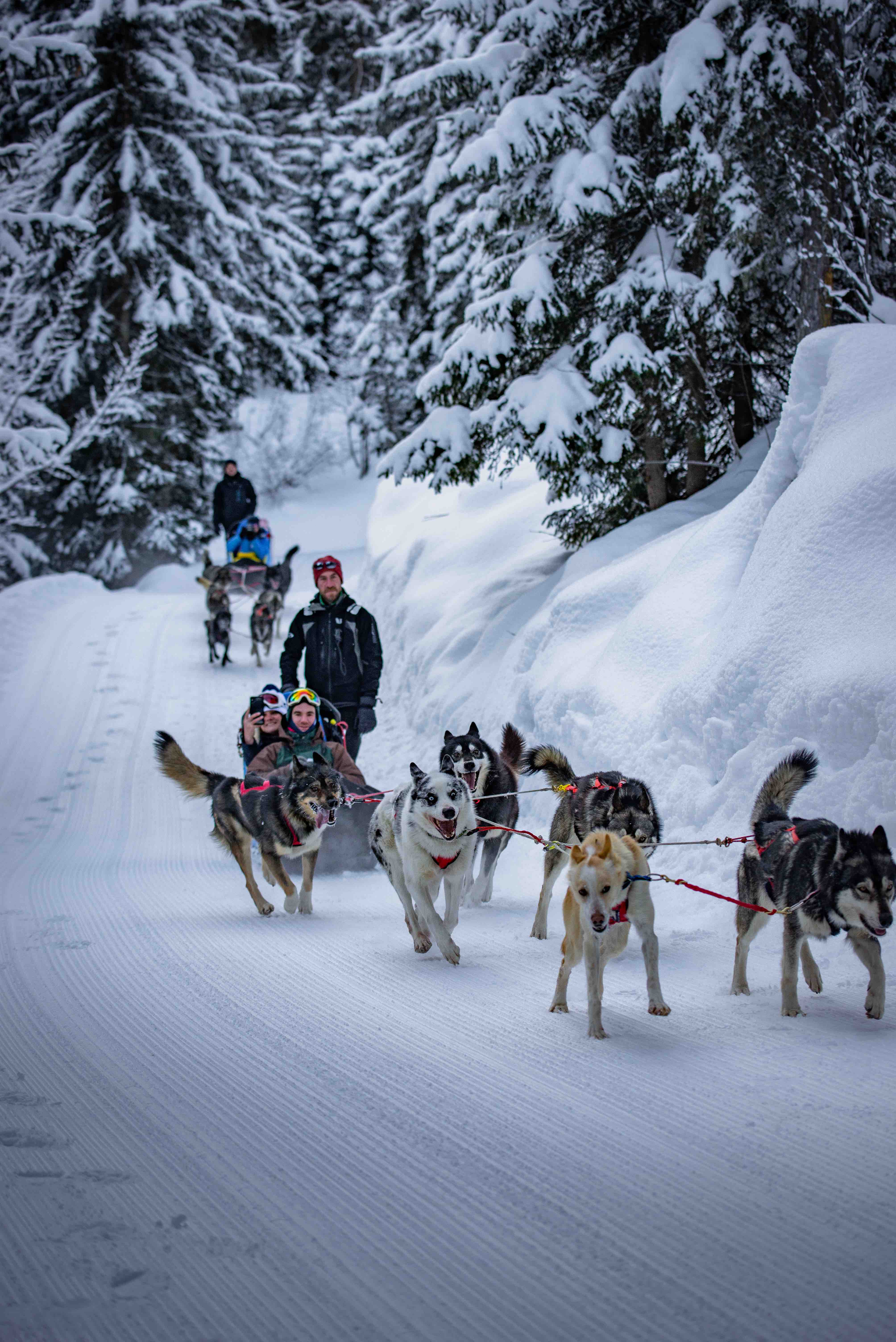 Balade en chiens de traîneau